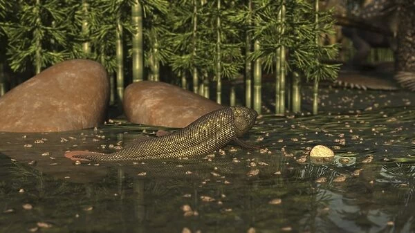 A Ceratodus lungfish from the early Cretaceous