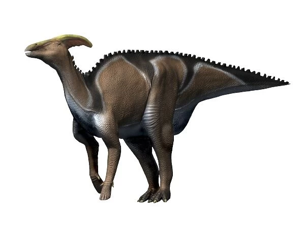 Charonosaurus dinosaur
