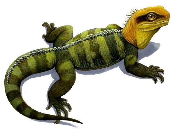 Clevosaurus, a prehistoric reptile similar to the modern tuatara