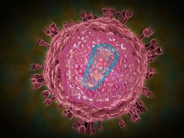 Cluster of HIV virus
