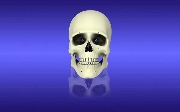 Conceptual view of human skull