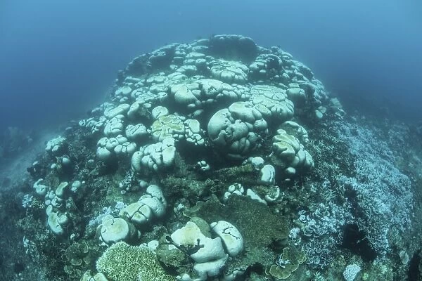Corals are beginning to bleach on a reef in Indonesia