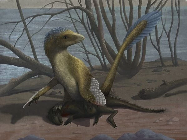 A Deinonychus protects its kill, a psittacosaurid dinosaur