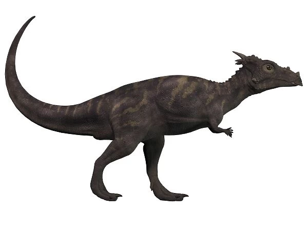 Dracorex, a herbivorous dinosaur from the Cretaceous period