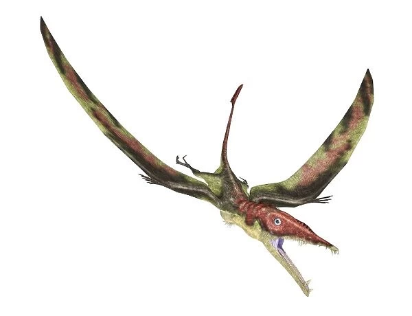 Eudimorphodon flying prehistoric reptile