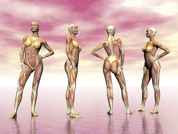 Female muscular system from four points of view