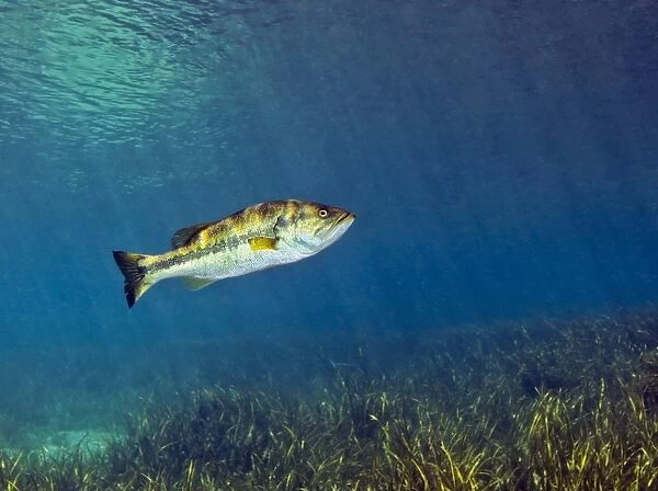 A Florida Largemouth Bass swims over the grassy river bottom