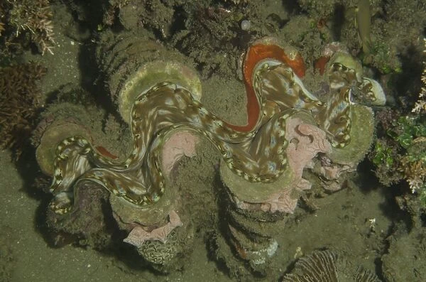 A giant clam (Tridacna gigas) in Indonesia