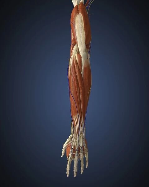 Human arm with bone, muscles and nerves