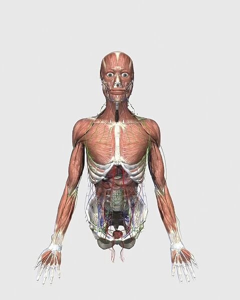 Illustration of upper human torso with muscles, lymphatic system and digestive organs
