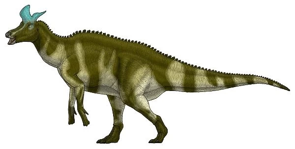 Lambeosaurus lambei, a hadrosaurid dinosaur from the Cretaceous Period