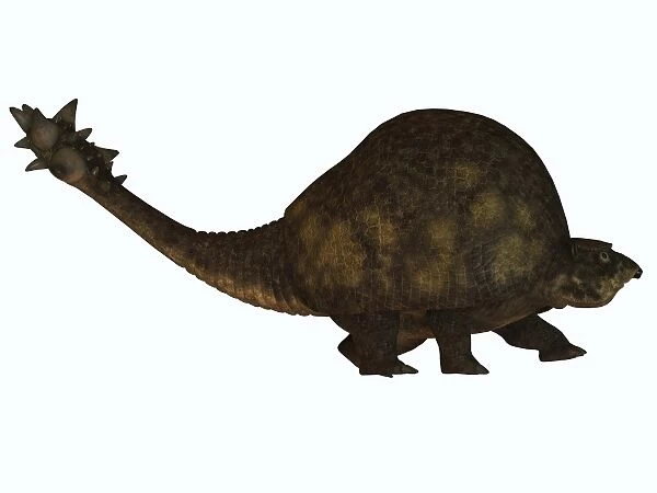 A large glyptodont from the Pleistocene epoch