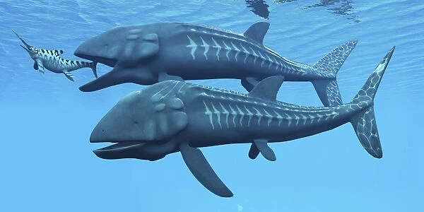 Leedsichthys fish about to swallow an Ichthyosaurus marine reptile