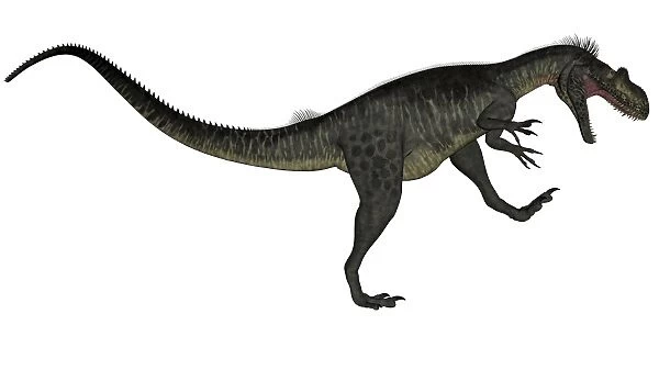 Megalosaurus dinosaur roaring, white background