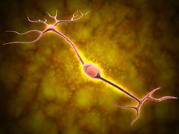 Microscopic view of a bipolar neuron
