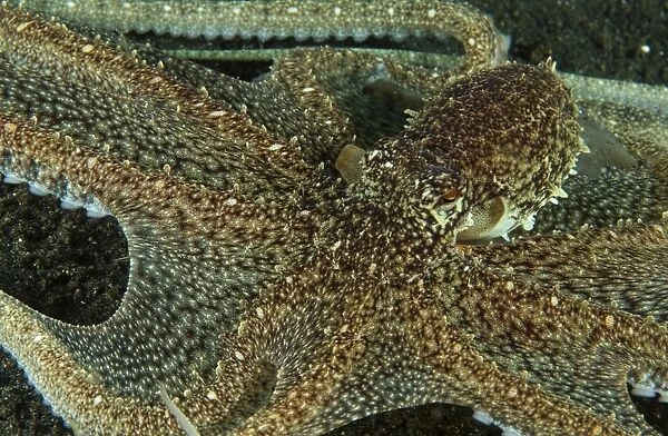 Mimic Octopus with arms spread out