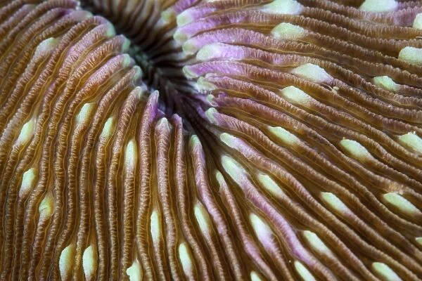 Detail of a mushroom coral growing on a reef in Indonesia