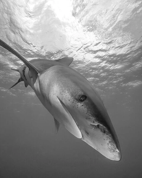 Oceanic whitetip shark, Cat Island, Bahamas