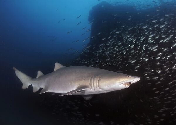 Sand Tiger shark swims by the wreck of USCGC Spar