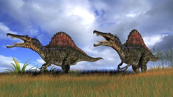 Two Spinosaurus dinosaurs hunting in prehistoric grasslands