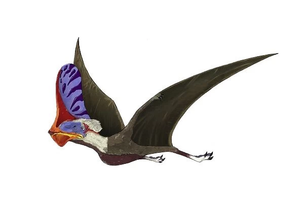 Tapejara, a genus of Brazilian pterosaur from the Cretaceous Period