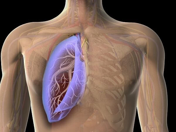 Transparent view of human chest showing the lung