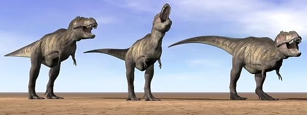 Three Tyrannosaurus Rex dinosaurs standing in the desert