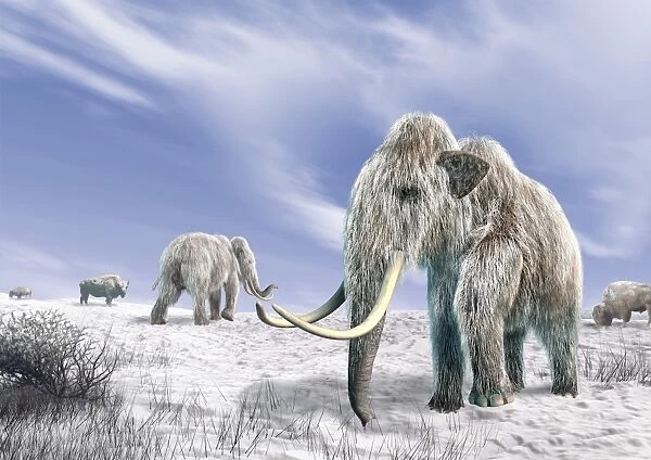 Two Woolly Mammoths in a snow covered field with a few bison