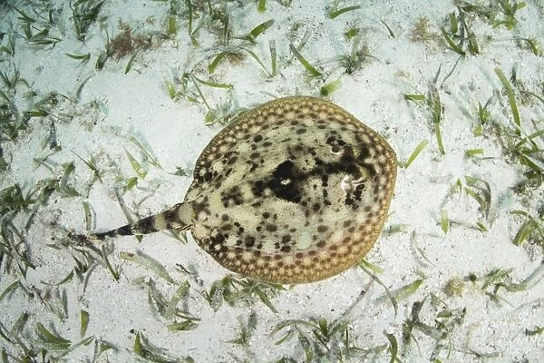 A yellow stingray on the sandy seafloor of Turneffe Atoll