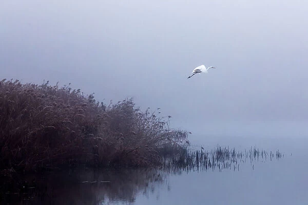 The flight of the egret