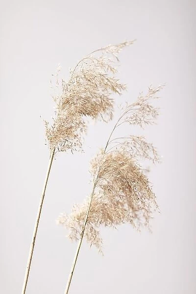 Reed Grass Grey 05