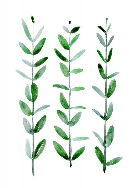 Watercolor eucalyptus parvifolia