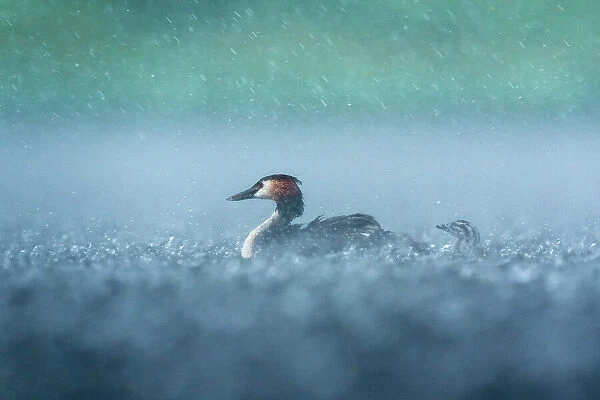 Great crested grebe (Podiceps cristatus) with chick on water during rainfall, Valkenhorst nature reserve, Valkenswaard, The Netherlands. June