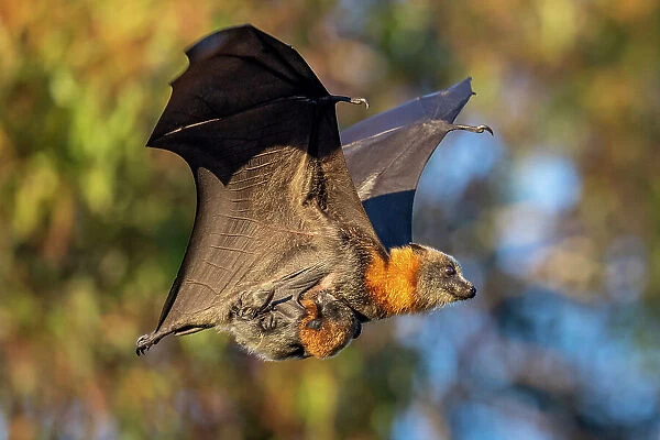 Grey-headed flying-fox (Pteropus poliocephalus) female, in flight carrying her young, Myuna Wetlands, Doveton, Victoria, Australia. Cropped