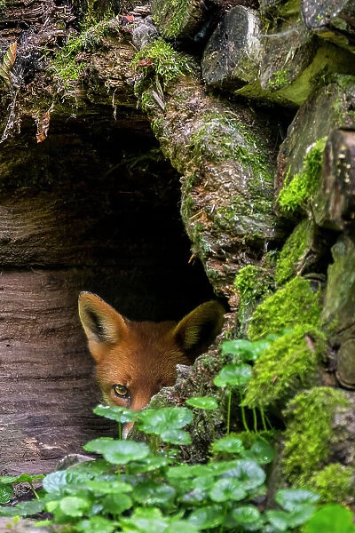 Red fox (Vulpes vulpes) hiding in hollow tree trunk in forest, Germany. September