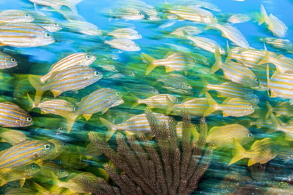 Smallmouth grunt (Haemulon chrysargyreum) fish swim over a coral reef, Cancun, Mexico