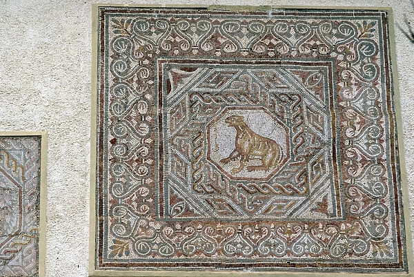 Algeria, Djemila, mosaic
