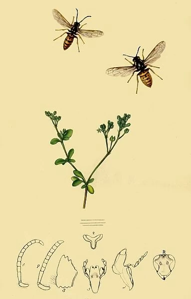 Anchor-Faced Wasp: Vespa rufa, 1839, (1945). Creator: John Curtis