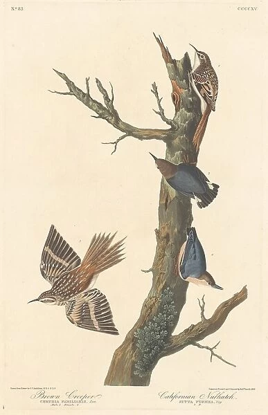 Brown Creeper and Californian Nuthatch, 1838. Creator: Robert Havell