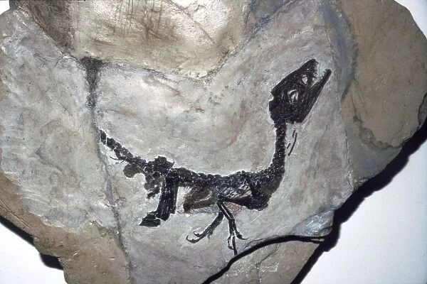 Cretaceous Dinosaur fossil, Mesozoic era