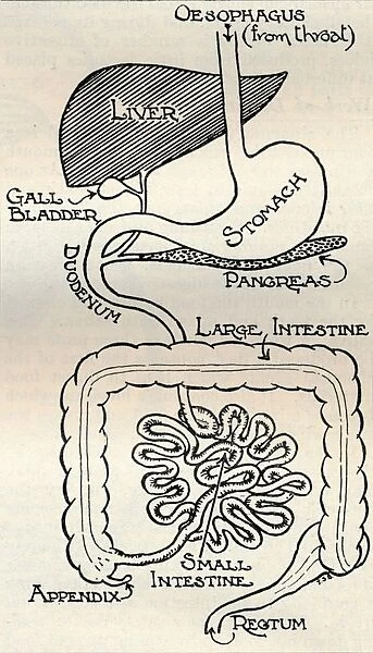 Diagram showing the Alimentary Canal, which passes right through the body, c1934