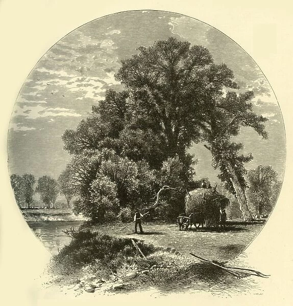 Elms on the Genesee Flats, 1874. Creator: John J. Harley