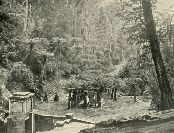 Fern Tree Bower and Track, Mount Wellington, 1901. Creator: Unknown