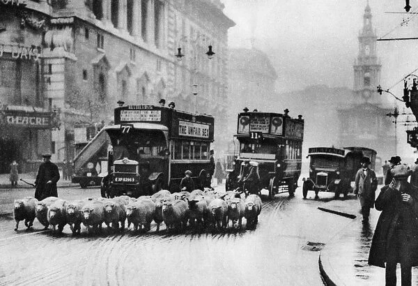 A flock of sheep on the Strand, London, 1926-1927