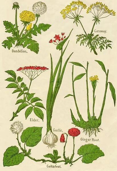 Flowers: Dandelion, Caraway, Elder, Garlic, Coltsfoot, Ginger Root, c1940