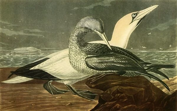 Gannets, 1836, (1942). Creator: John James Audubon