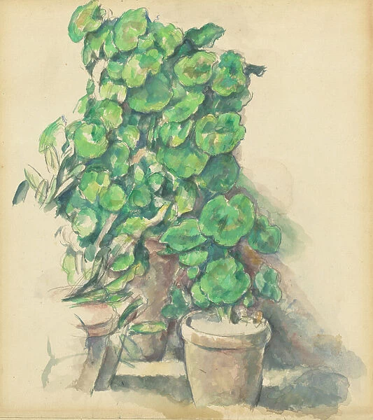 Geraniums, 1888  /  1890. Creator: Paul Cezanne