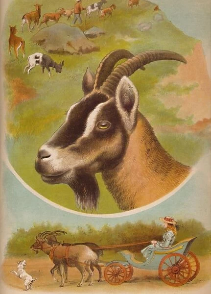 The Goat, c1900. Artist: Helena J. Maguire