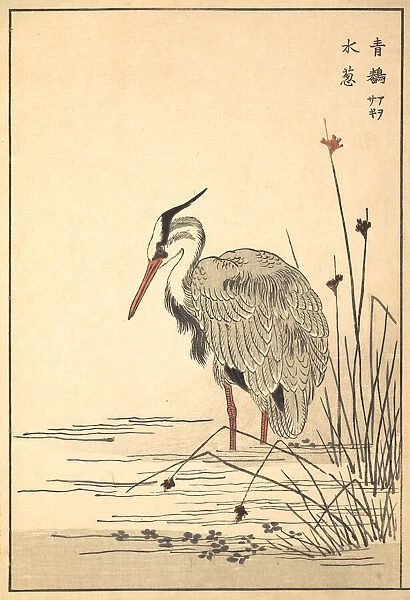 Gray Heron (Aosagi) and Mizu-aoi Plant, 1857. Creator: Unknown