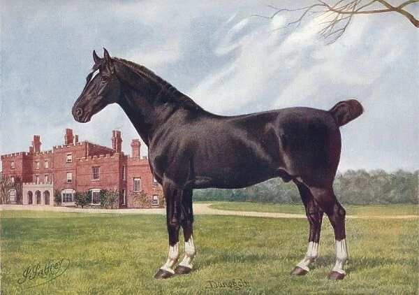 Hackney stallion Danegelt, c1905 (c1910). Artist: Henry Powell Palfrey